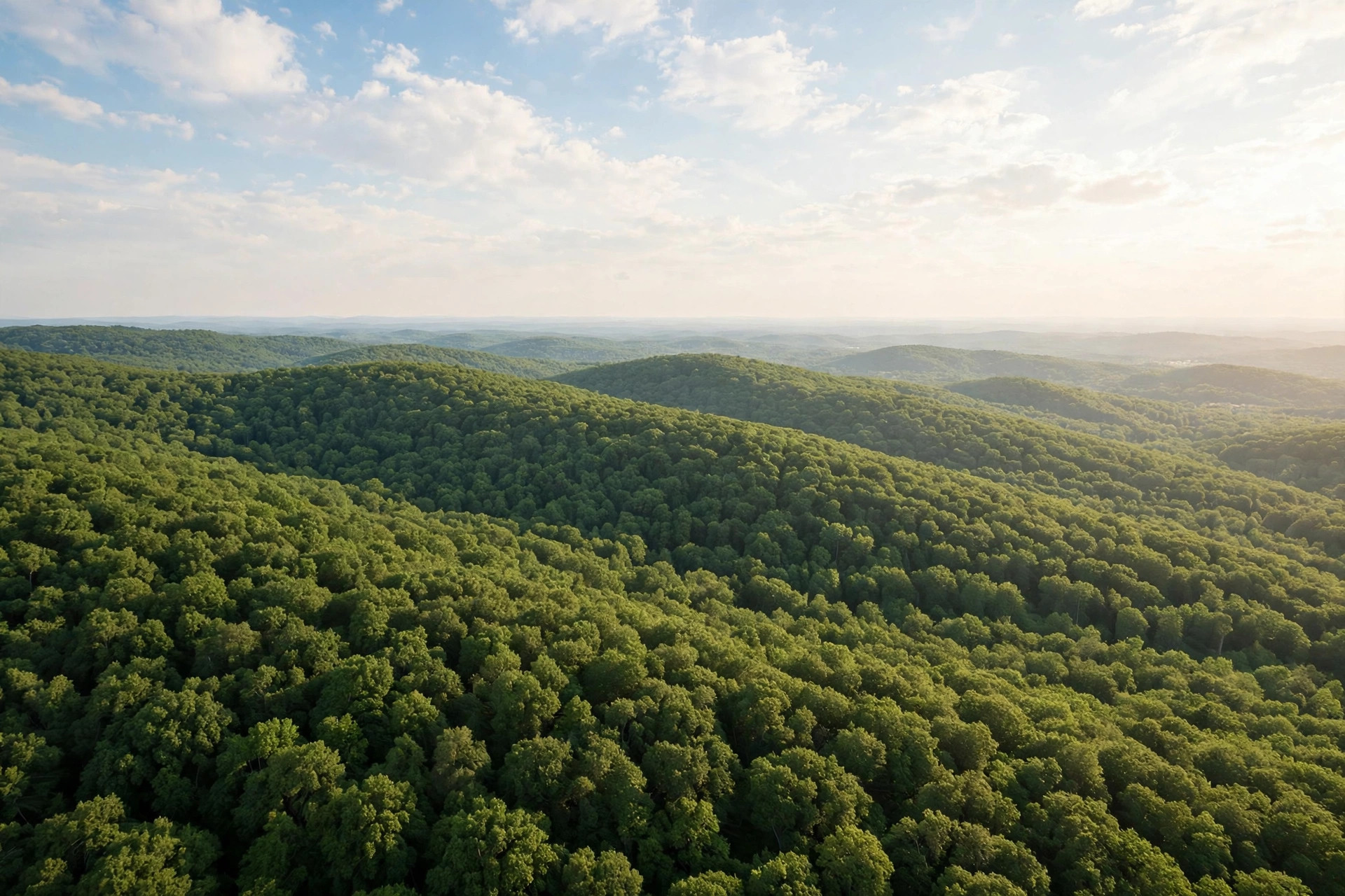 Vast green forest canopy seen from high above in summer sunshine
